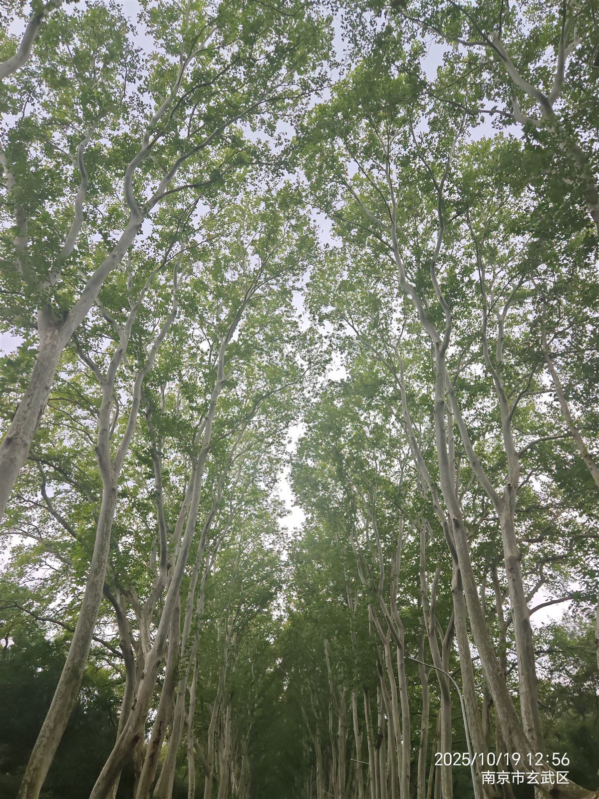 自定义sort排序规则
